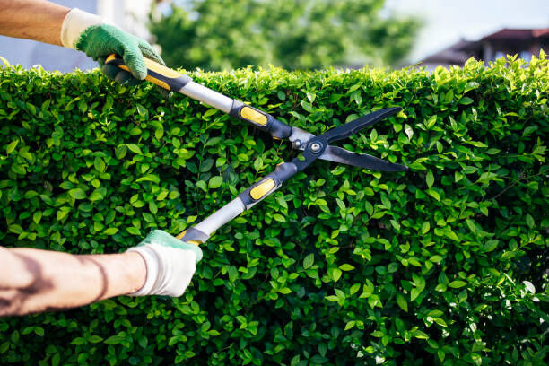 Pruning Shears