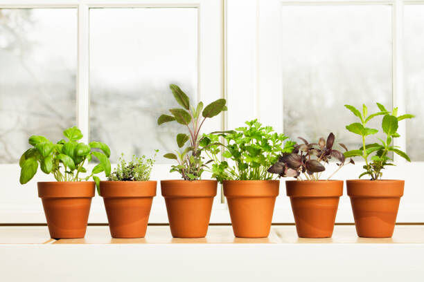 Plant Pots Set